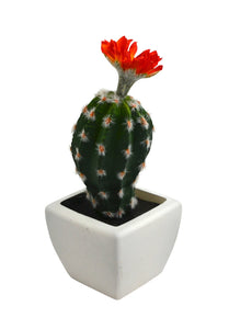 Cactus 1 Fleur